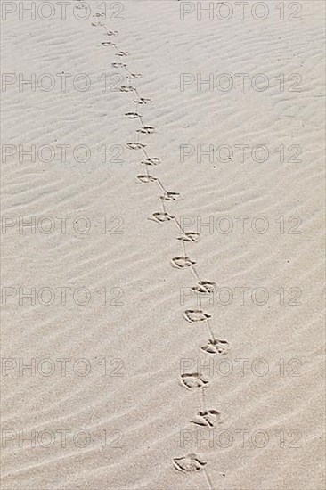 Footprints of seagulls