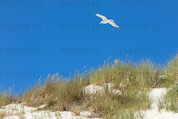 Flying lesser black-backed gull