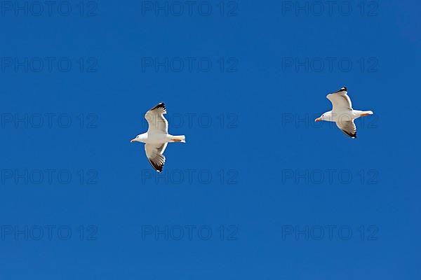 Flying lesser black-backed gulls
