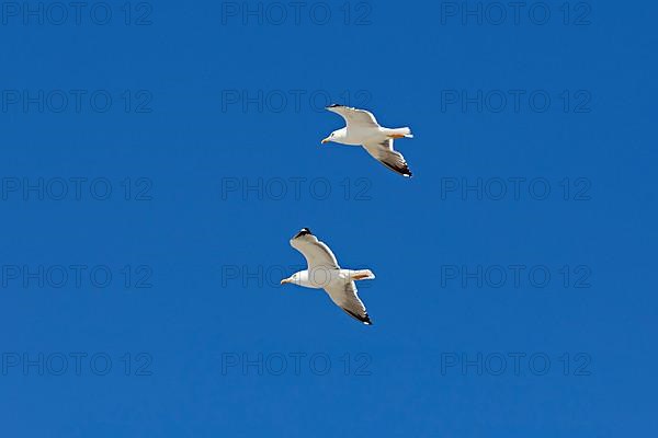 Flying lesser black-backed gulls