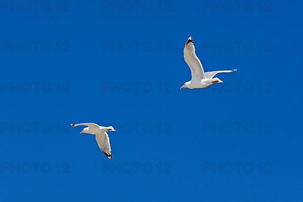 Flying lesser black-backed gulls