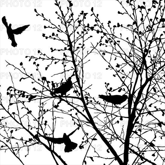 Background illustration with pigeons silhouettes in the trees