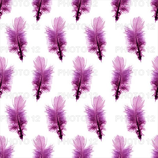 Seamless pattern background with purple feathers over white background