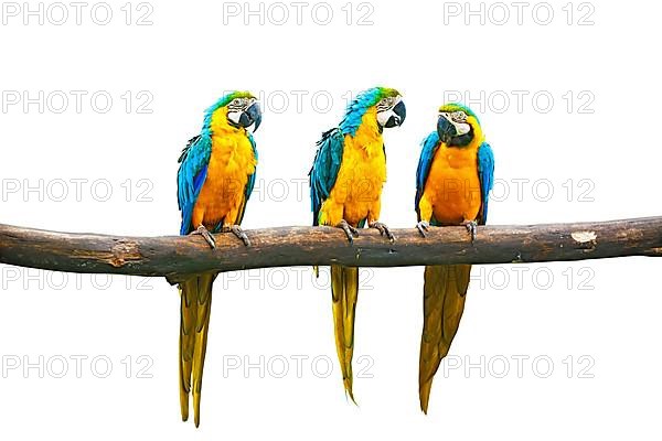 Blue-and-Yellow Macaw