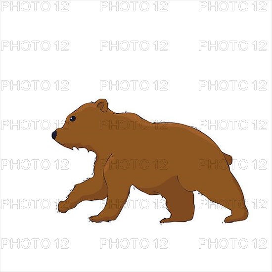 Cute little bear cub vector cartoon over white background