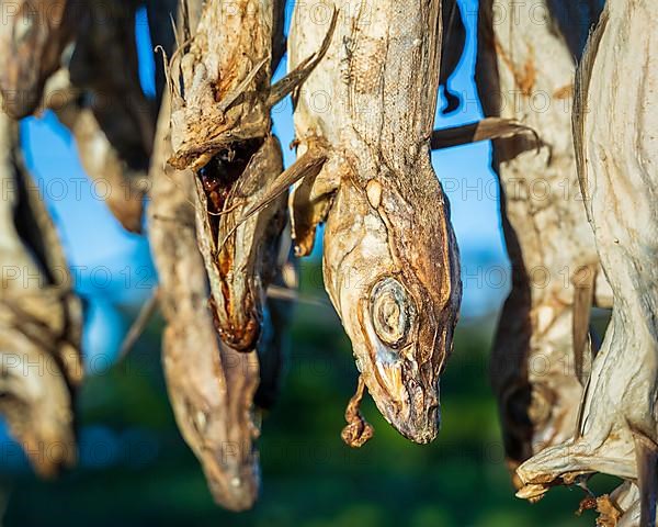 Stockfish in Henningsvaer on Austvagoya