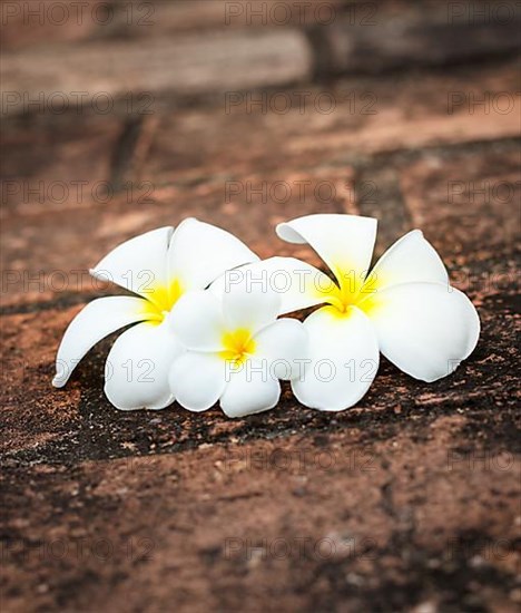 Three white frangipani