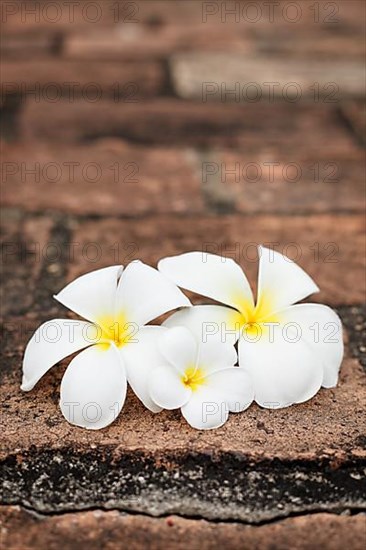 Three white frangipani