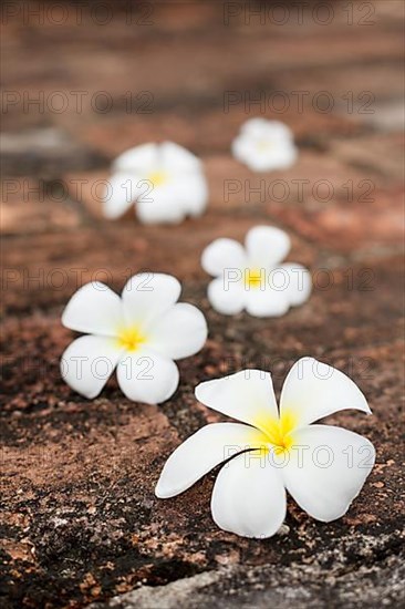 Frangipani