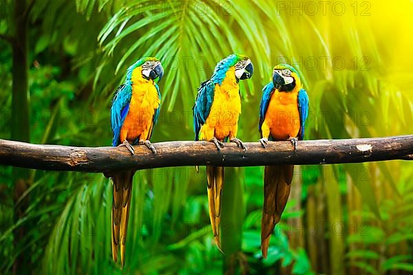 Blue-and-Yellow Macaw