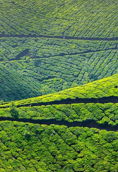 Tea plantations. Munnar
