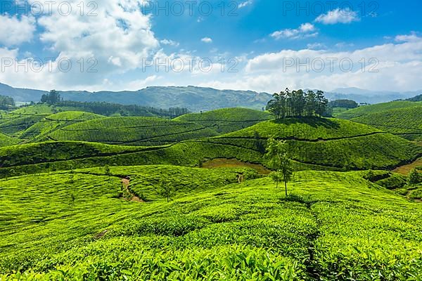 Tea plantations. Munnar