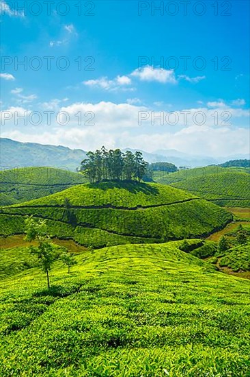 Tea plantations. Munnar