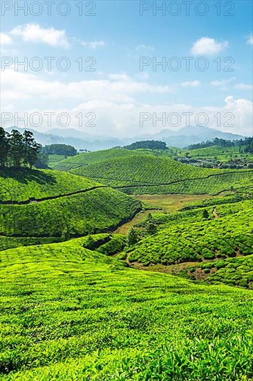 Tea plantations. Munnar