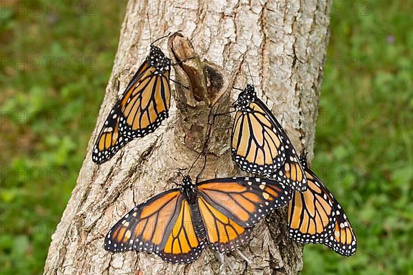 Monarch butterfly four butterflies with open and closed wings sitting on tree trunk different vision