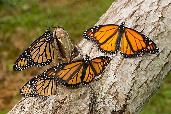 Monarch butterfly four butterflies with open and closed wings sitting on tree trunk different vision