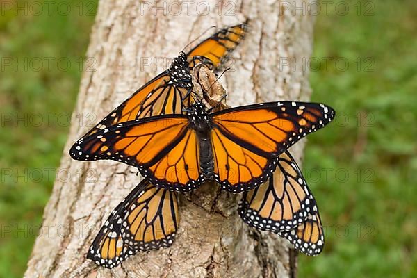 Monarch butterfly four butterflies with open and closed wings sitting on tree trunk different vision