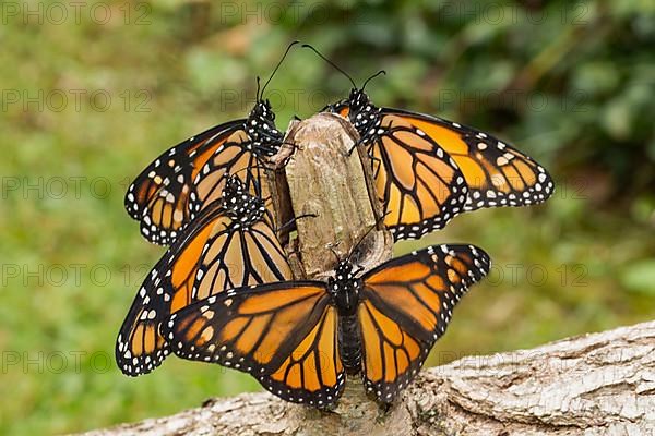 Monarch butterfly four butterflies with open and closed wings sitting on tree trunk different vision