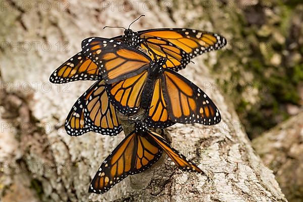 Monarch butterfly four butterflies with open wings sitting on a tree trunk different vision