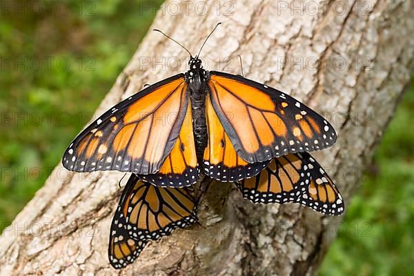 Monarch butterfly three butterflies with open and closed wings sitting on tree trunk different vision