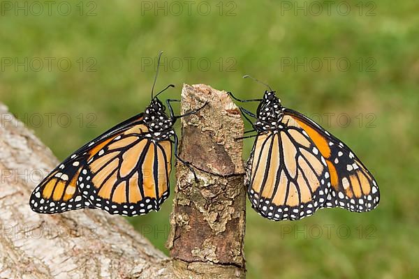 Monarch butterfly two butterflies with closed wings sitting on tree trunk looking at each other