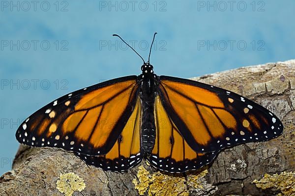 Monarch butterfly male with open wings sitting on tree trunk from behind against blue sky