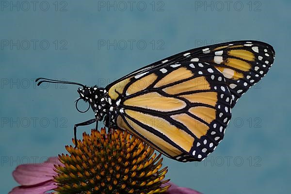 Monarch butterfly male with closed wings sitting on pink flower looking left against blue sky