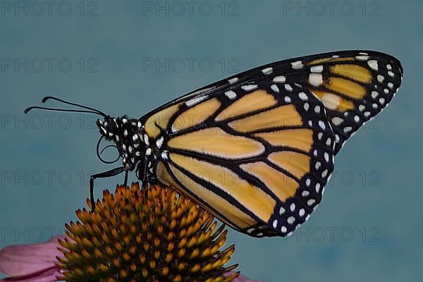 Monarch butterfly male with closed wings sitting on pink flower looking left against blue sky