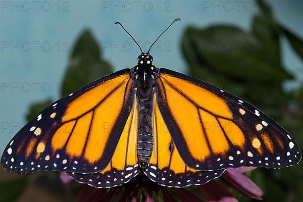 Monarch butterfly male butterfly with open wings sitting on pink flower from behind