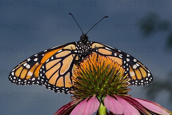 Monarch butterfly male butterfly with open wings sitting on pink flower looking from the front