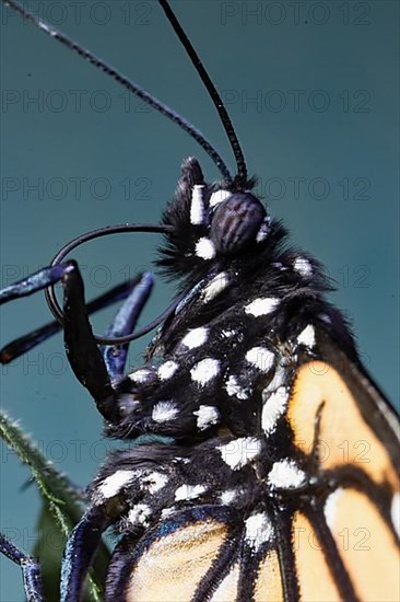 Monarch butterfly male butterfly head portrait with rolled out proboscis left looking against blue sky