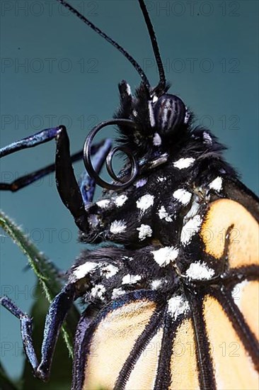 Monarch butterfly male butterfly head portrait with rolled out proboscis left looking against blue sky