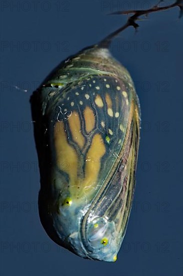 Monarch butterfly pupa hanging on a branch against a blue sky