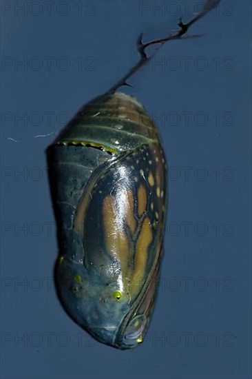 Monarch butterfly pupa hanging on a branch against a blue sky