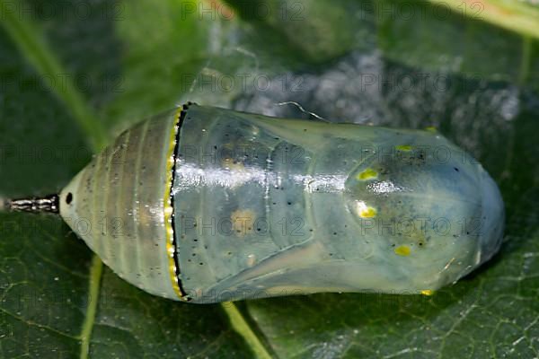 Monarch butterfly pupa lying on green leaf