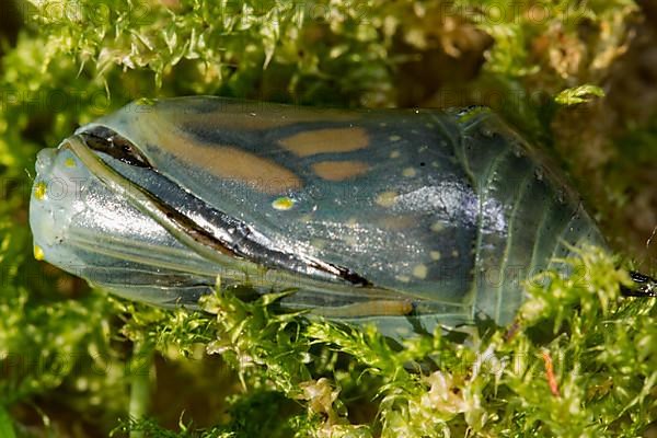 Monarch butterfly pupa lying on green moss