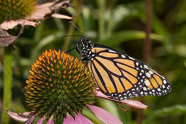 Monarch butterfly female with closed wings sitting on pink flower looking left