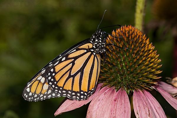 Monarch butterfly female butterfly with closed wings sitting on pink blossom looking right