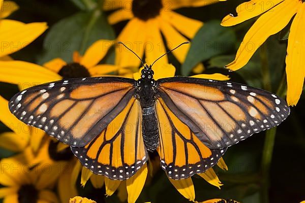 Monarch butterfly female with open wings sitting on yellow flower from behind