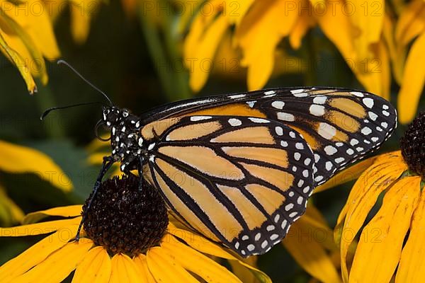 Monarch butterfly female butterfly with closed wings sitting on yellow flower looking left