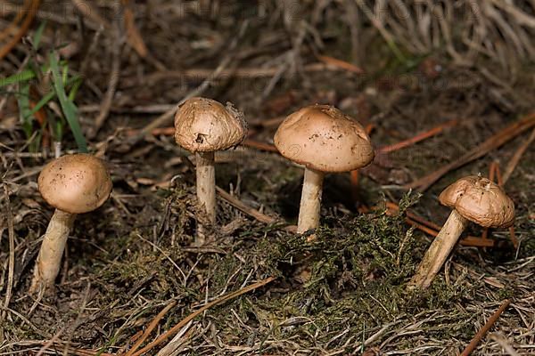 Four fruiting bodies with light brown caps and stems next to each other in needle litter