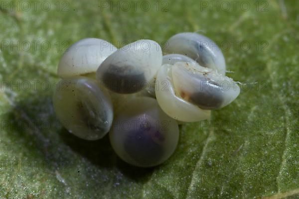 Poplar moth seven eggs on green leaf