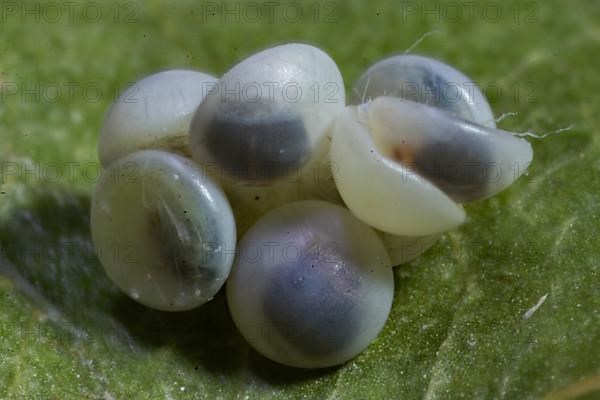 Poplar moth seven eggs on green leaf