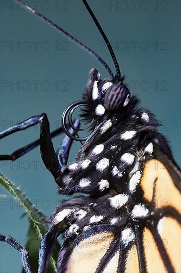 Monarch butterfly male butterfly head portrait with rolled out proboscis left looking against blue sky