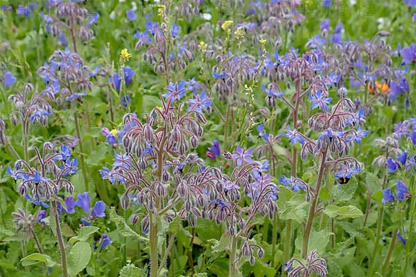 Borage