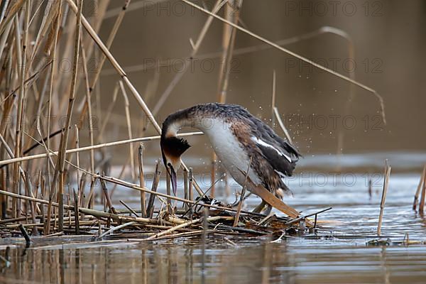 Great Crested Grebe