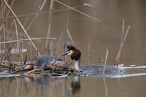 Great Crested Grebe