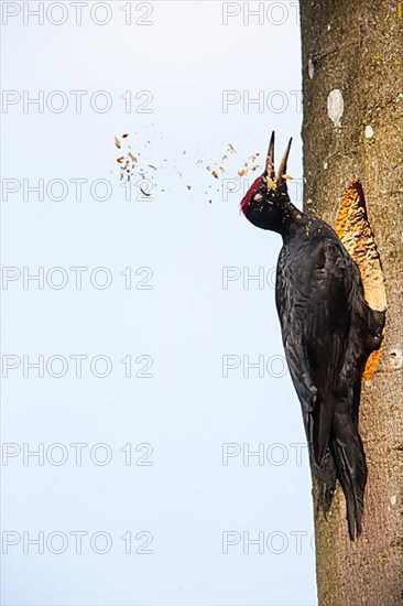 Black Woodpecker
