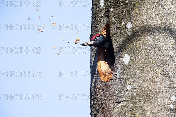 Black Woodpecker