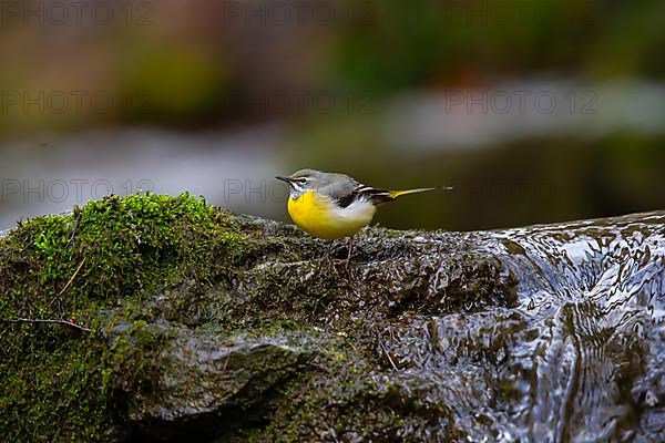 Grey Wagtail